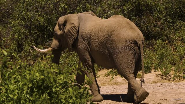 An old desert elephant bull walks through evergreen bushes in Namibia's Hoanib Valley. The imposing male has unusually large feet, an adaptation to life in the desert.