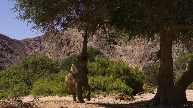 An old desert elephant bull walks toward a tree raising his trunk. The male lifts one of his forelegs, allowing him to reach the tasty greens. Then he lowers his trunk. Shot in Namibia's Hoanib Valley