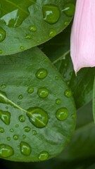 Fresh green leaf with natural water drops close-up