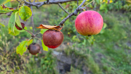 An apple tree covered in mold and rot on a branch. Fruit disease. Moniliosis