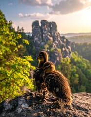 Two ducklings on a rock face, sunset view