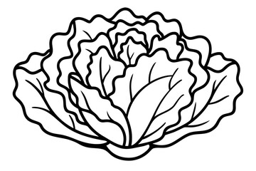 vector illustration of a cabbage