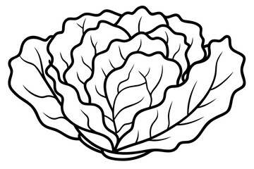 cabbage isolated on white background