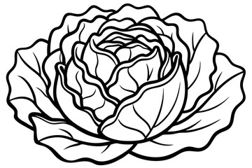 vector illustration of a cabbage