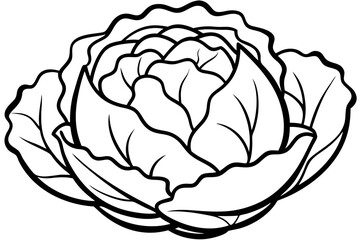 vector illustration of a cabbage