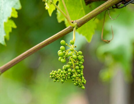 Close-up of unripe green grapes on a vine
