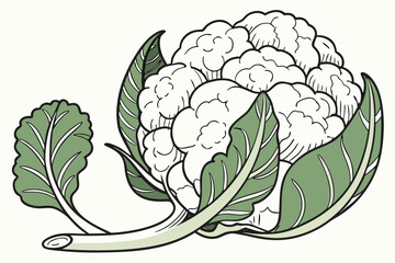 vector illustration of a cauliflower 