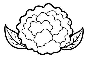 vector illustration of a cabbage