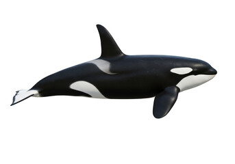 Majestic orca killer whale swimming gracefully ocean marine life isolated on transparent background