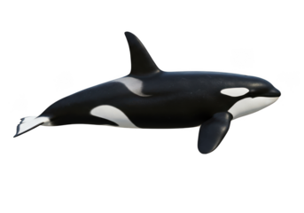 Majestic orca killer whale swimming gracefully ocean marine life isolated on transparent background