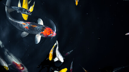 Colorful koi fish swimming gracefully in a dark pond, showcasing their vibrant orange, white, yellow, and red patterns. 