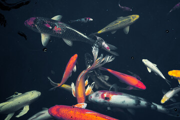 Colorful koi fish swimming gracefully in a dark pond, showcasing their vibrant orange, white, yellow, and red patterns. 