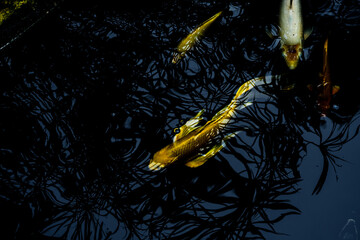 Colorful koi fish swimming gracefully in a dark pond, showcasing their vibrant orange, white, yellow, and red patterns. 