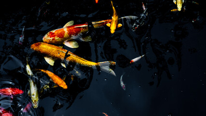 Colorful koi fish swimming gracefully in a dark pond, showcasing their vibrant orange, white, yellow, and red patterns. 