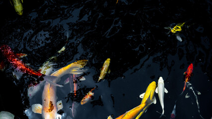 Colorful koi fish swimming gracefully in a dark pond, showcasing their vibrant orange, white, yellow, and red patterns. 