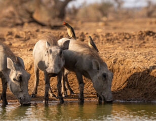 Three warthog piglet having a drink at a waterhole while red-billed oxpeckers sitting on the back...