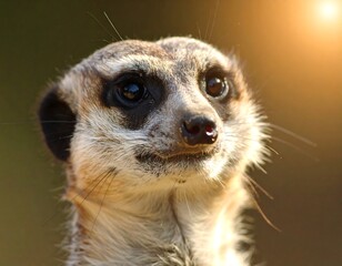 Fototapeta premium Close-up of a meerkat's head in sunlit environment