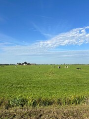 Farmland around Hommerts in Friesland