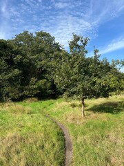 Forest around Balk in Friesland