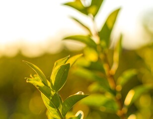 Obraz premium Close-up of vibrant green leaves bathed in sunlight