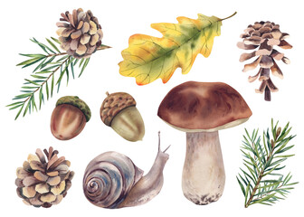 Set of forest plants made of spruce branches with cones, mushrooms, acorns, and a snail. Hand-painted watercolor illustration of a Christmas tree. Autumn set for decorating postcards and invitations.