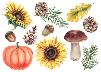 Set of forest plants made of spruce branches with cones, mushrooms, acorns, sunflower and pumpkin. Hand-painted watercolor illustration. Autumn set for decorating postcards and invitations.