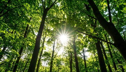 Obraz premium Sunlight filters through lush forest canopy