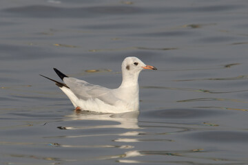Black-headed Gull or Chroicocephalus ridibundus at Arnala Jetty, Maharashtra