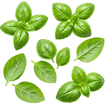 Fresh basil leaves sprigs isolated top view isolated on transparent background
