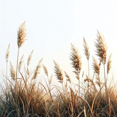 Golden grasses sway gently in soft light (1)