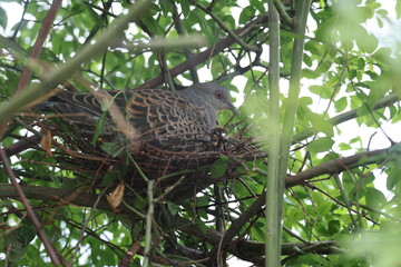 Oriental turtle dove or rufous turtle dove (Streptopelia orientalis orientalis) is a member of the bird family Columbidae. This photo (nesting) was taken in Japan.