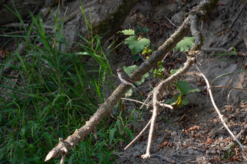 spotted flycatcher