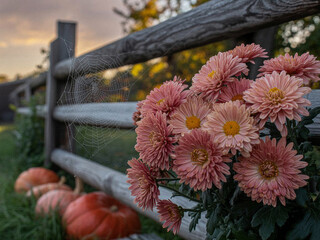 Capture the essence of autumn with pink chrysanthemums, rustic fence, delicate spiderweb, and charming pumpkins in a cozy, seasonal display
