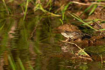 frog in the pond