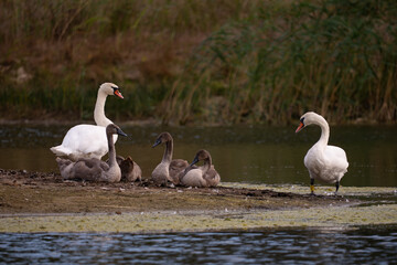 family of swans