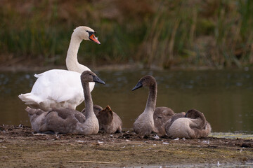 swan and cygnets