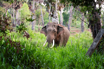 "Large Tusker Deega in Natural Habitat, Sri Lanka