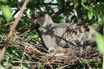 Oriental turtle dove or rufous turtle dove (Streptopelia orientalis orientalis) is a member of the bird family Columbidae. This photo (nesting) was taken in Japan.