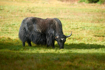 Large Tibetan black yak grazes on green pasture early in morning in Nepal.