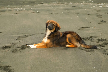 Playful homeless big dog resting lying on sandy beach near sea. Brown and tan doggy exploring wet sandy beach shoreline with carefree joy and youthful excitement. Wildlife of pet animals outdoors.