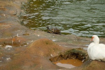 Turtle walking near white duck bird by pond of poultry yard. Peaceful wildlife scene featuring white duck standing near walking turtle at pond shoreline, showcasing natural habitat animal coexistence.