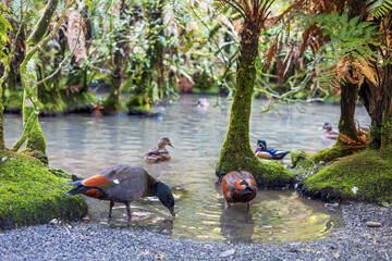 A group of ducks gathers by the edge of a mossy forest stream