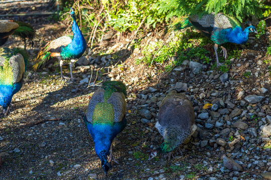 Several colorful peacocks and peahens search for food on a rocky forest floor