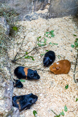 Group of Guinea Pigs Resting in Wooden Enclosure with Hay