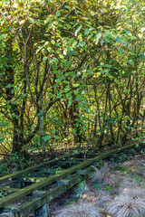 An old mossy wooden framework lies partially hidden beneath trees and thick vegetation in a forest clearing