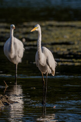 The great egret (Ardea alba)