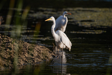 The great egret (Ardea alba)