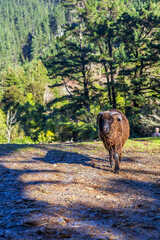 A dark brown ram with thick wool and curved horns stands in a sunlit clearing against a backdrop of tall forest trees