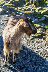 A brown goat with long hair and curved horns stands on a rocky path in the sunlight, surrounded by stones and greenery