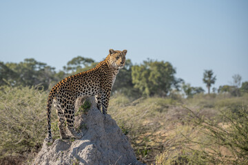 leopard looking for prey in African savanna botswana (Panthera pardus)